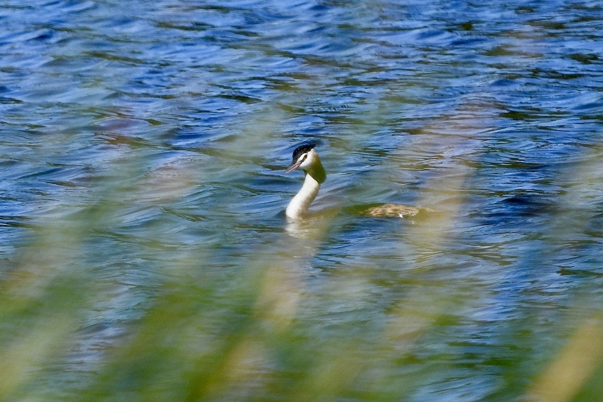 Grèbe huppé - ML641949221