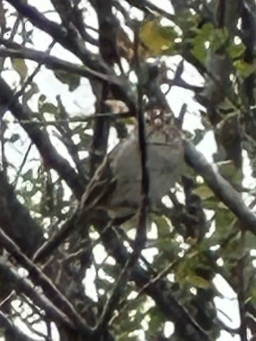 White-crowned Sparrow - ML641949222