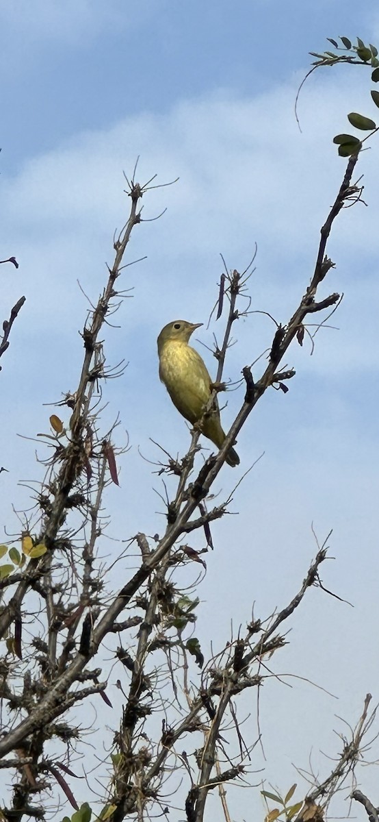 Northern Yellow Warbler - ML641949226