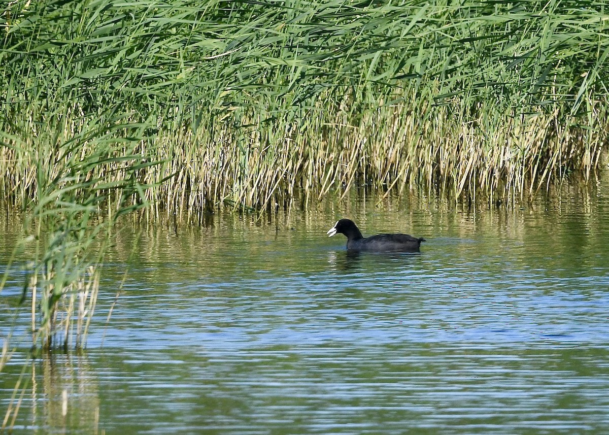 Foulque macroule - ML641949229