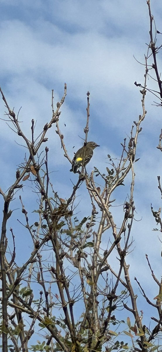 Yellow-rumped Warbler - ML641949231