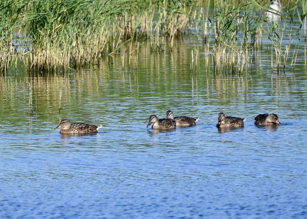 Canard colvert - ML641949235