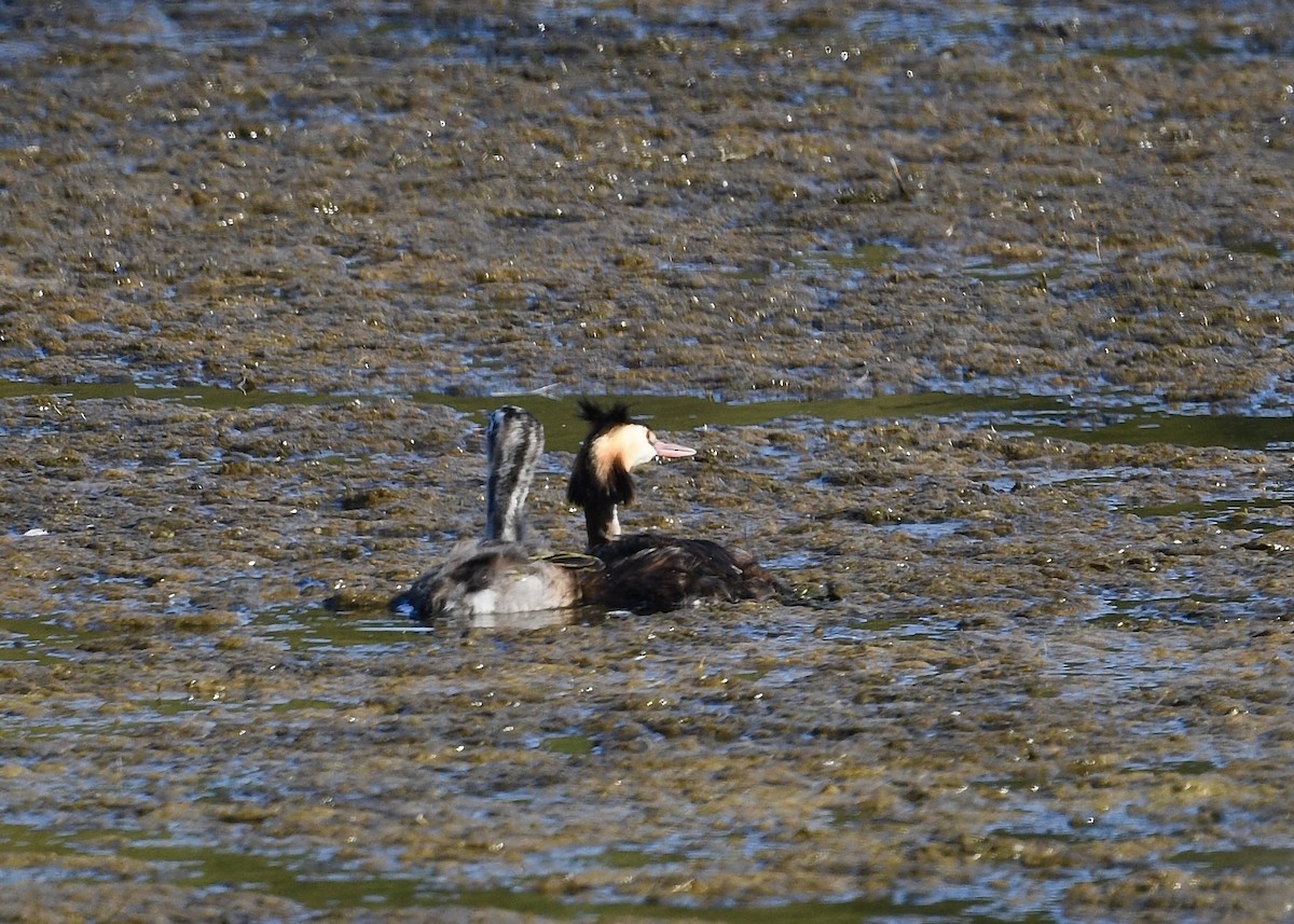 Grèbe huppé - ML641949249