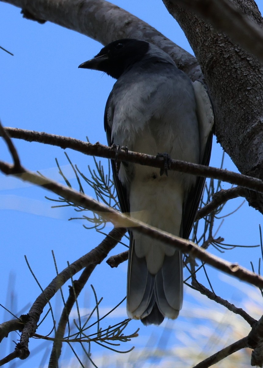 Black-faced Cuckooshrike - ML641949260