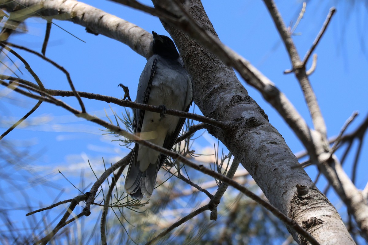 Black-faced Cuckooshrike - ML641949261