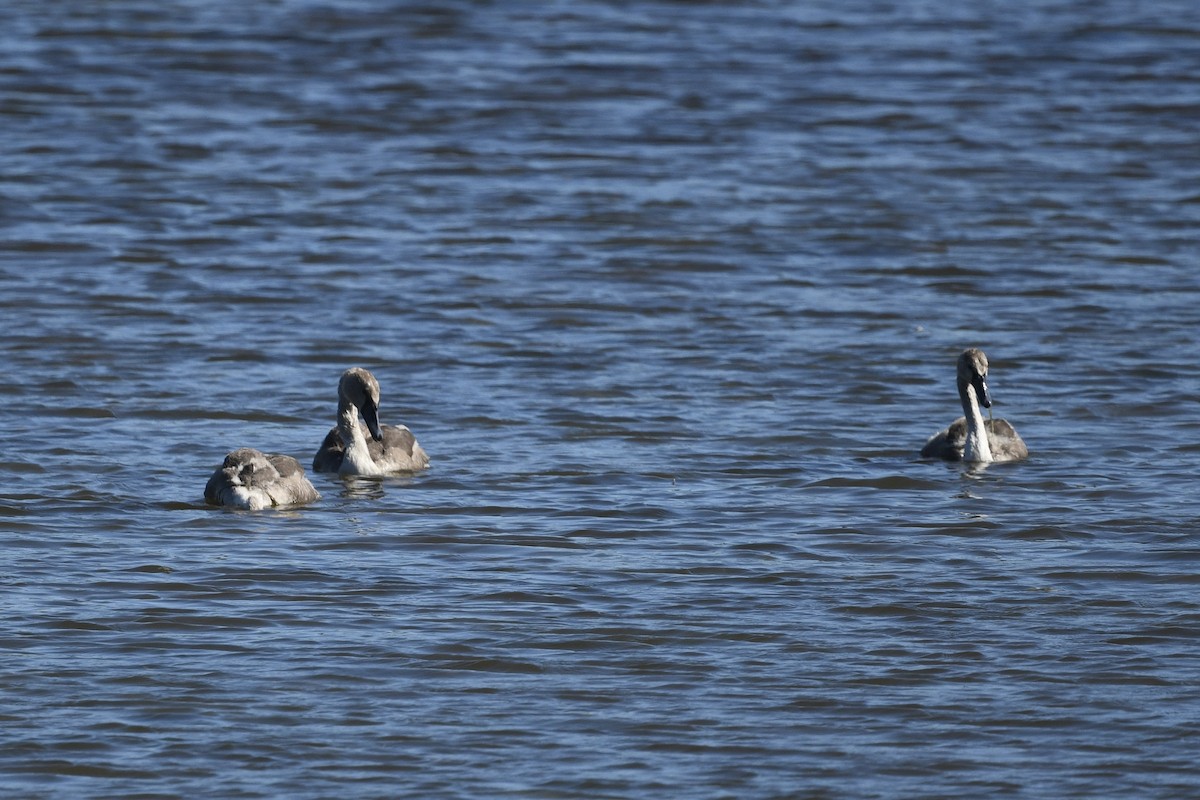 Cygne tuberculé - ML641949266