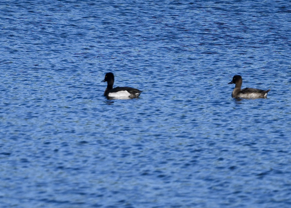 Fuligule morillon - ML641949274