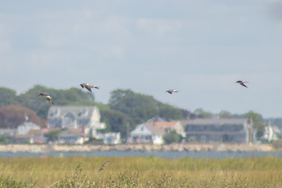 Greater Yellowlegs - ML641949278