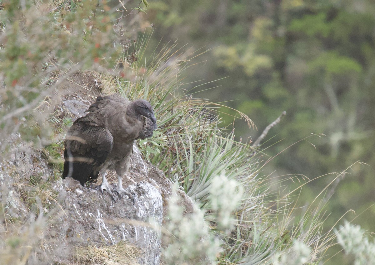 Andean Condor - ML641949284
