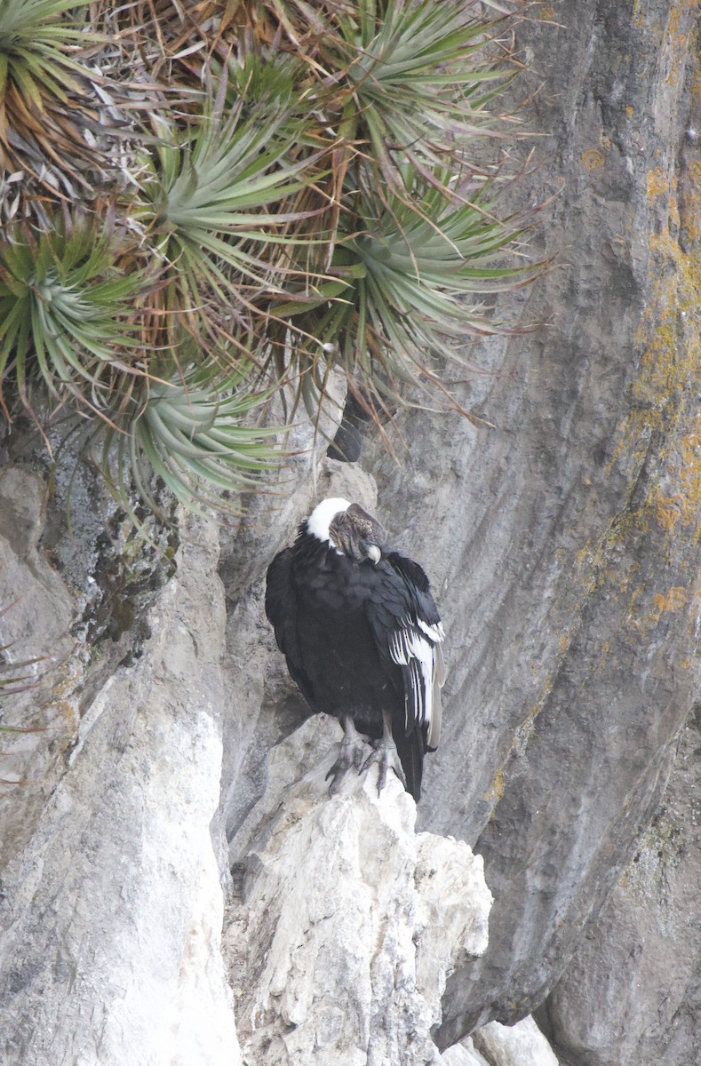 Andean Condor - ML641949285