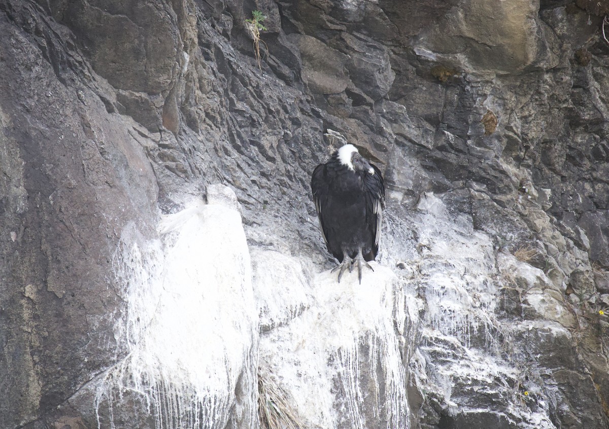 Andean Condor - ML641949286