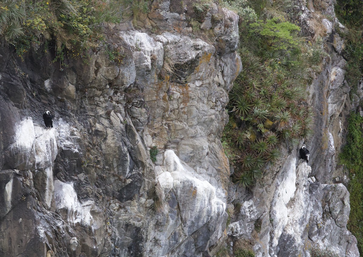 Andean Condor - ML641949287