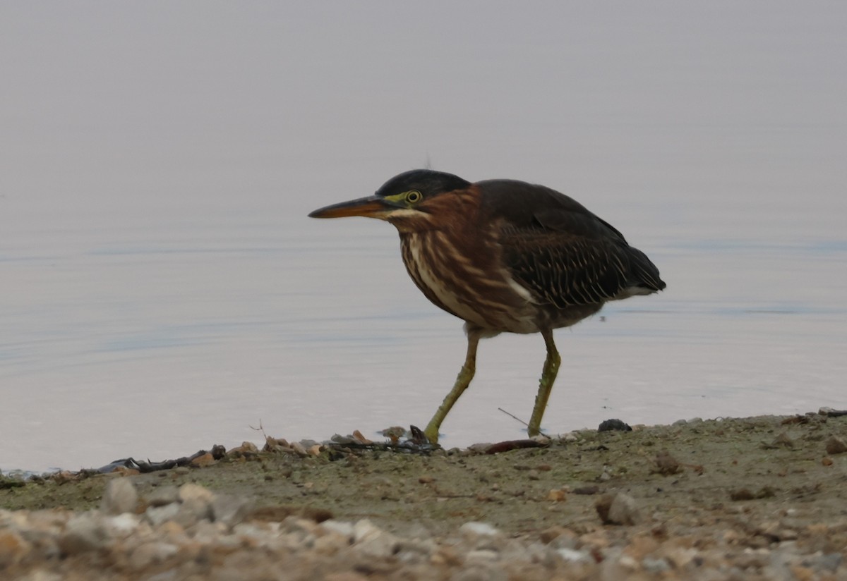 Green Heron - ML641949293