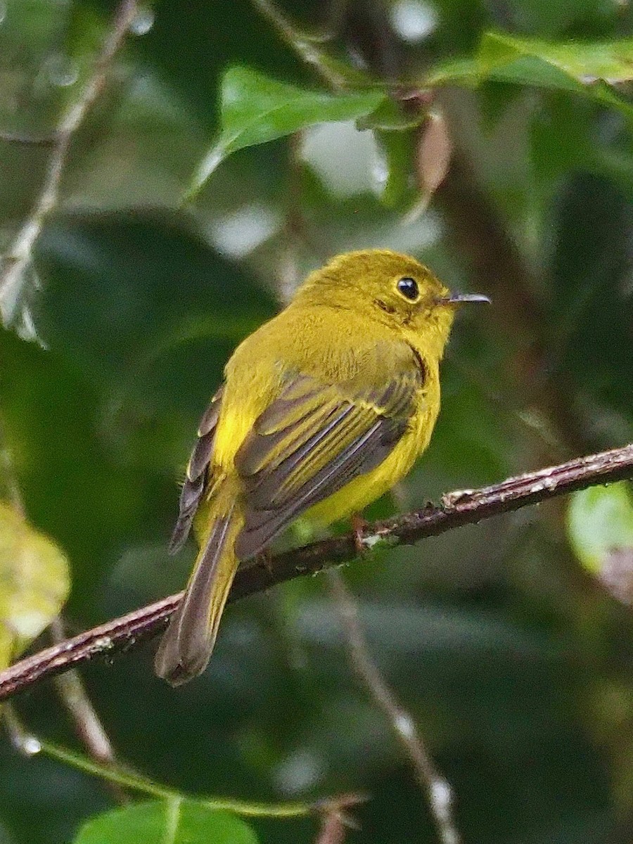 Gobemoustique canari - ML641949296