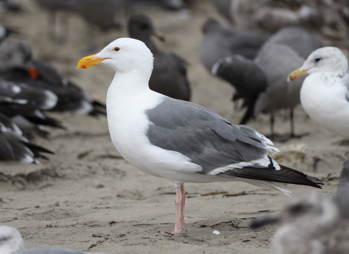 Western Gull - ML641949307