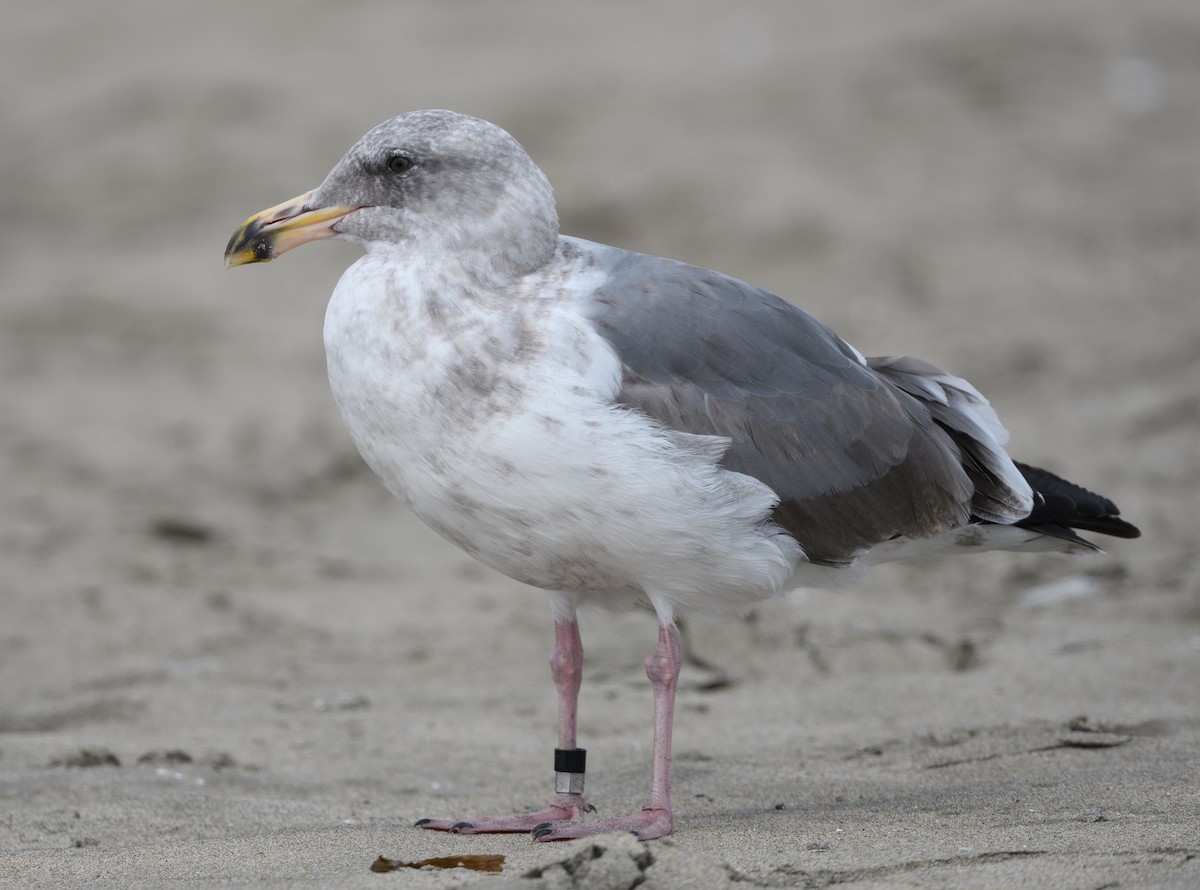 Western Gull - ML641949317
