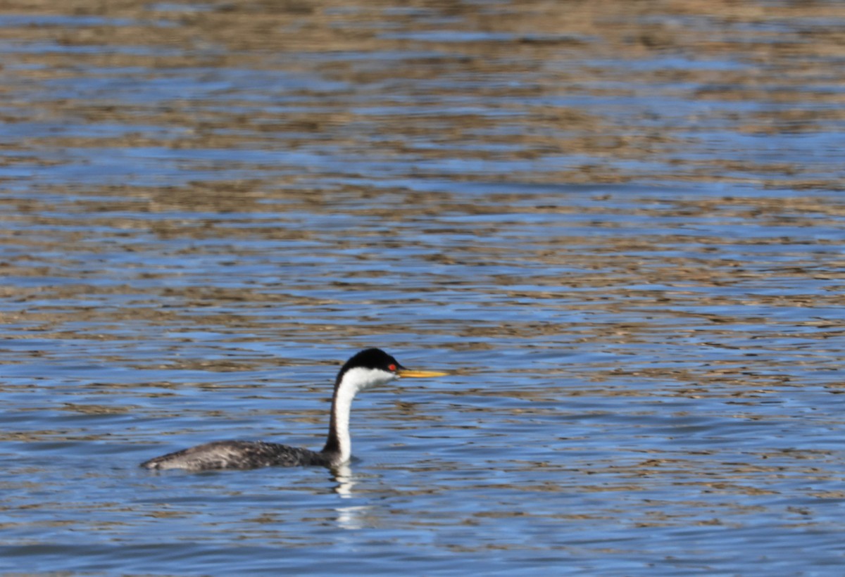 クビナガカイツブリ - ML641949319