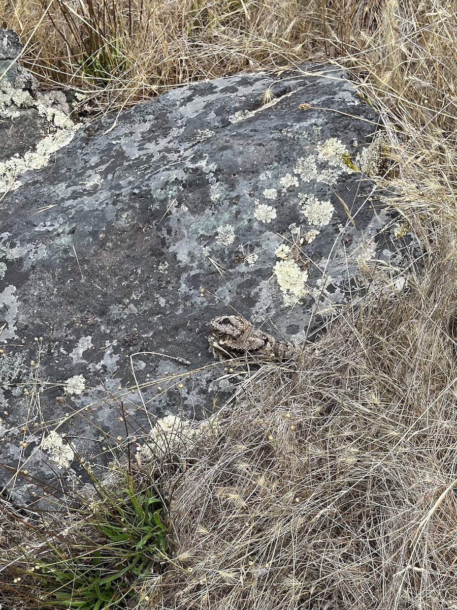 Common Poorwill - ML641949328