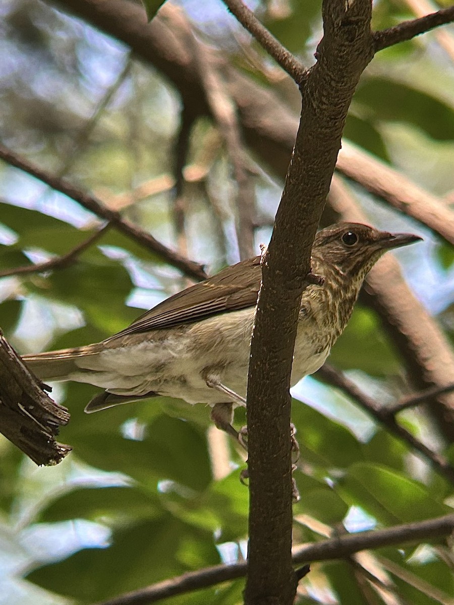White-throated Thrush - ML641949333