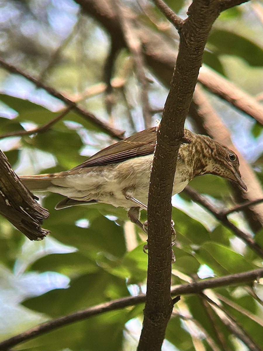 White-throated Thrush - ML641949334