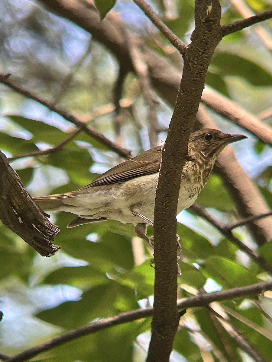 White-throated Thrush - ML641949335