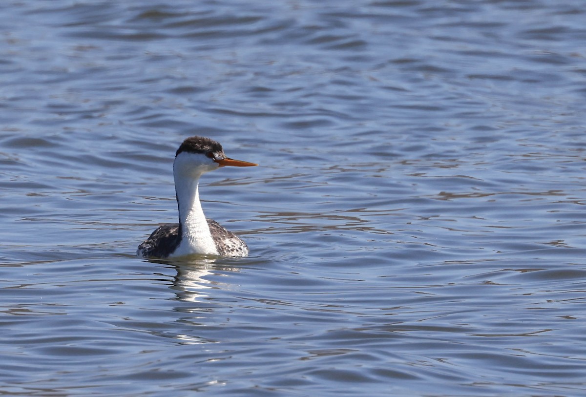Clark's Grebe - ML641949351