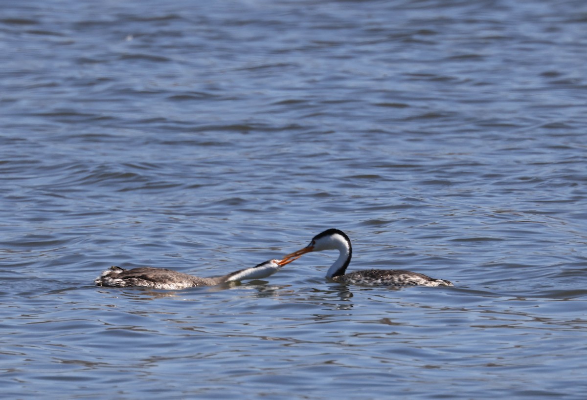 Clark's Grebe - ML641949353