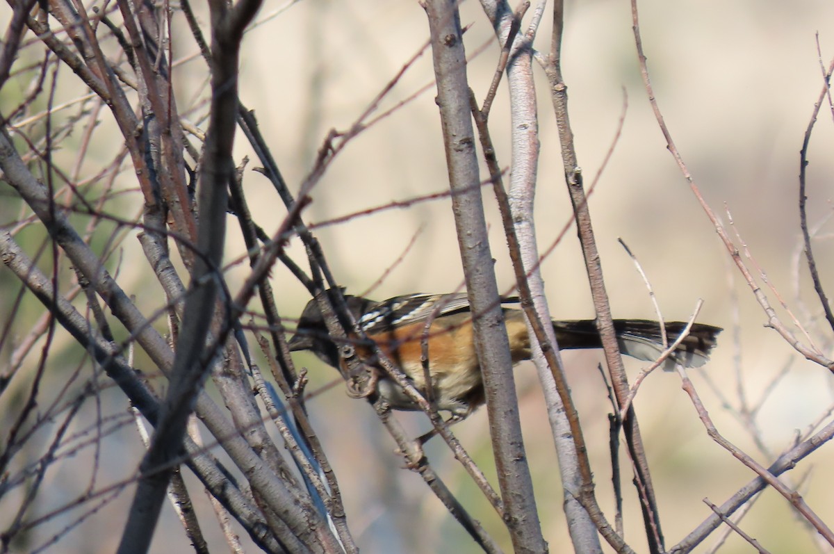 Spotted Towhee - ML641949363
