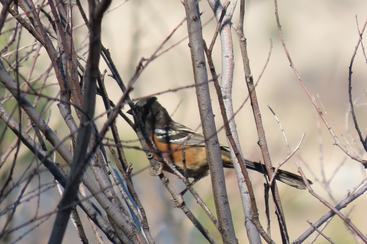 Spotted Towhee - ML641949364