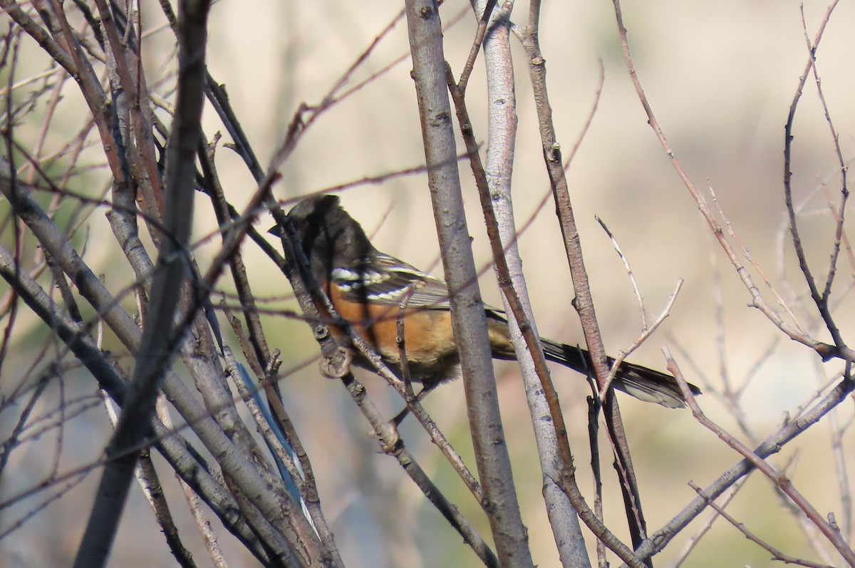 Spotted Towhee - ML641949365