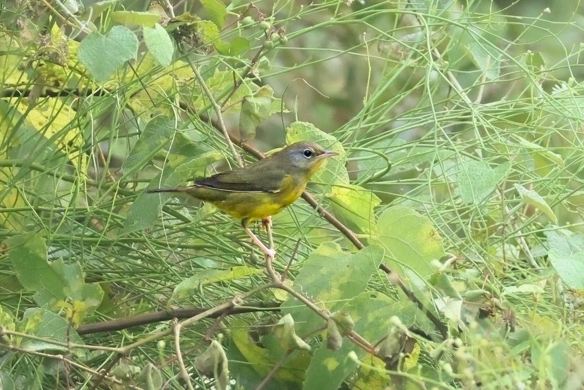 Mourning Warbler - ML641949373