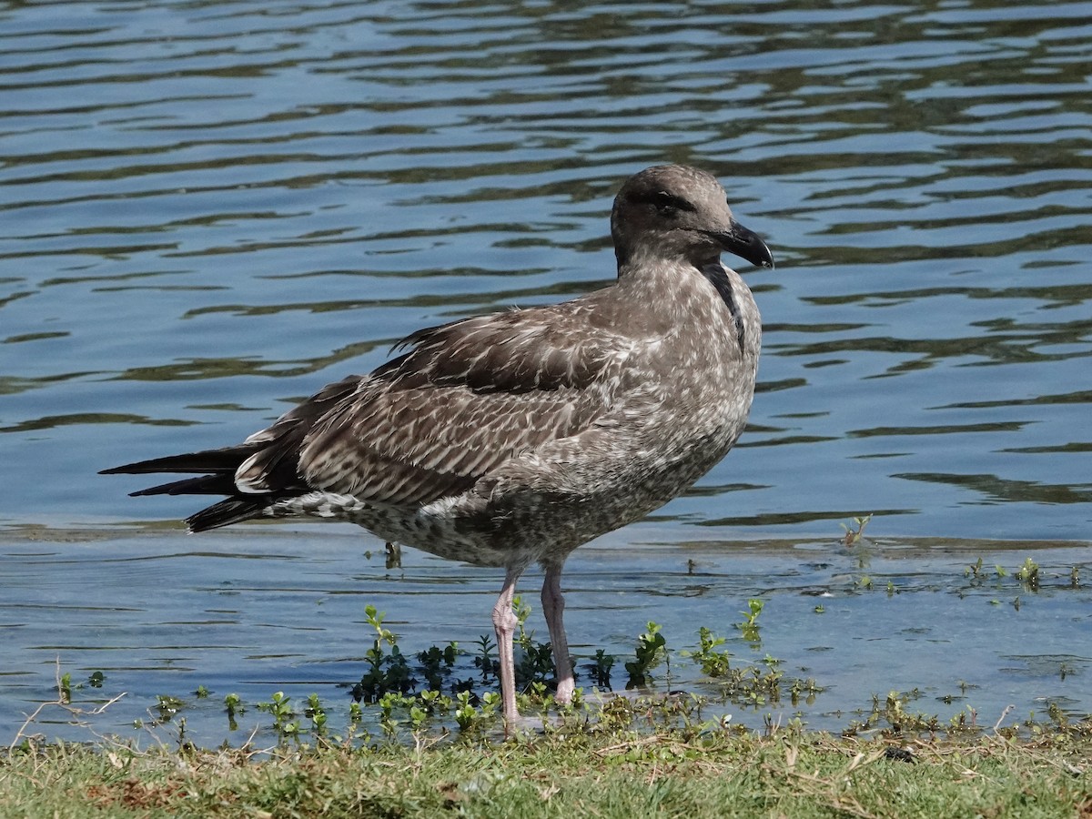 Western Gull - ML641949374