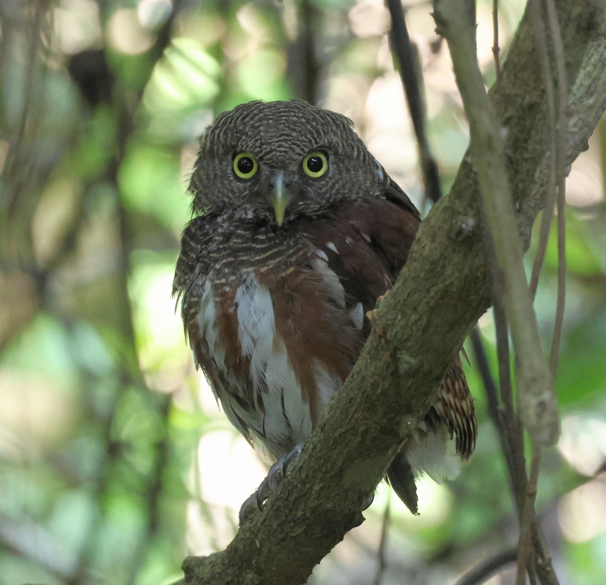 Javan Owlet - ML641949398