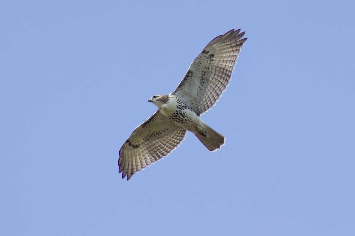Red-tailed Hawk - ML641949411