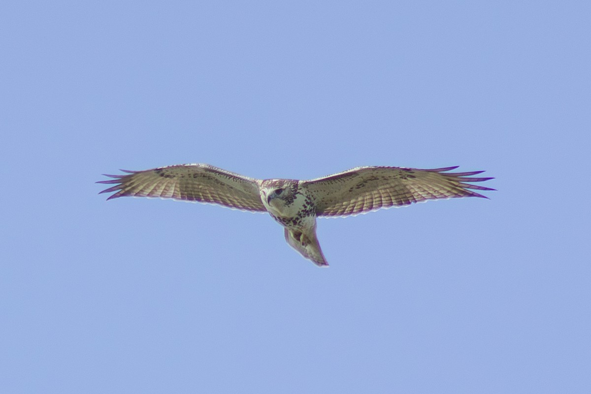 Red-tailed Hawk - ML641949412
