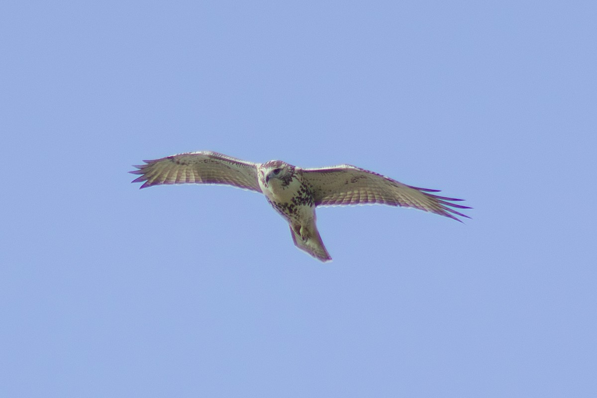 Red-tailed Hawk - ML641949413