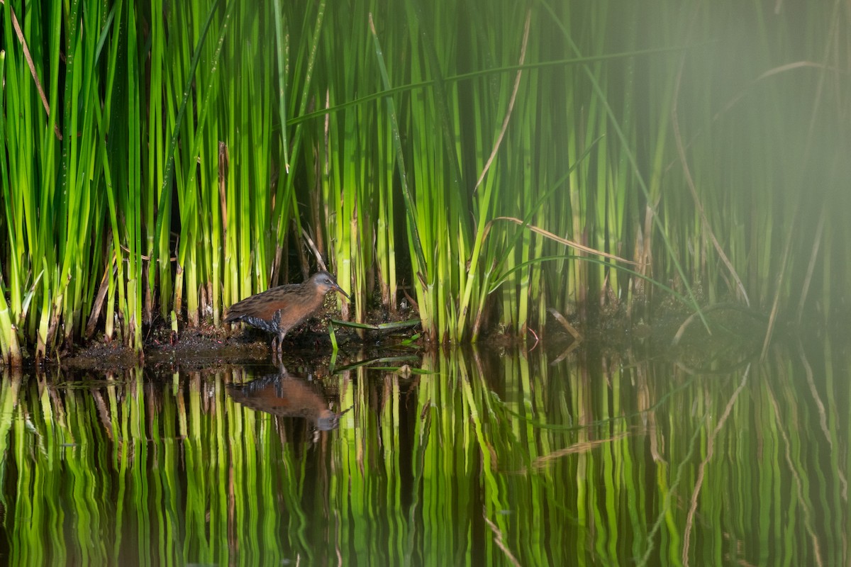 Virginia Rail - ML641949414
