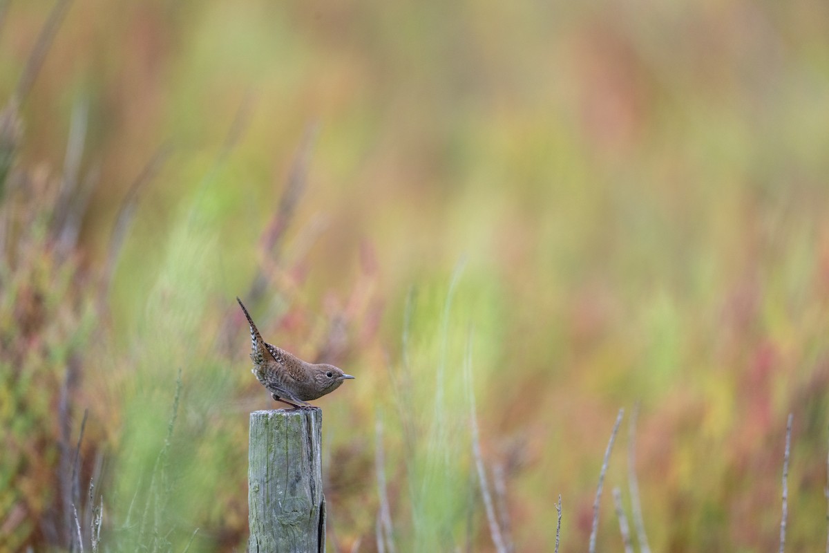Northern House Wren - ML641949428