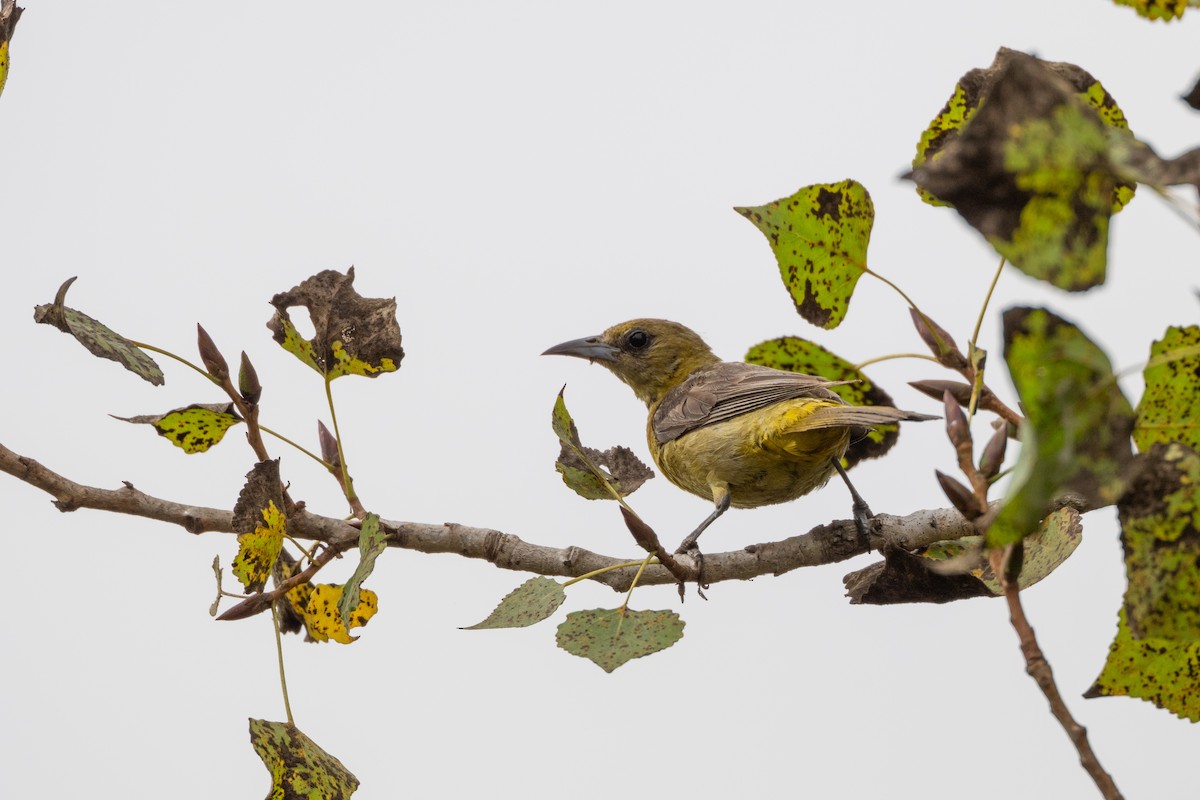 Hooded Oriole - ML641949436