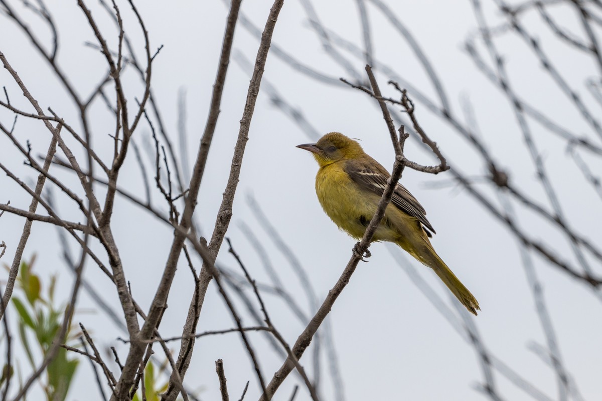 Hooded Oriole - ML641949437