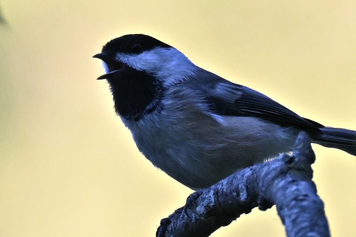 Black-capped Chickadee - ML641949454