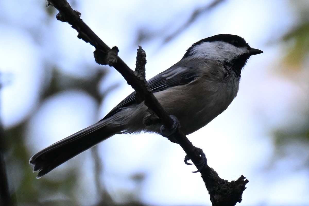 Black-capped Chickadee - ML641949455