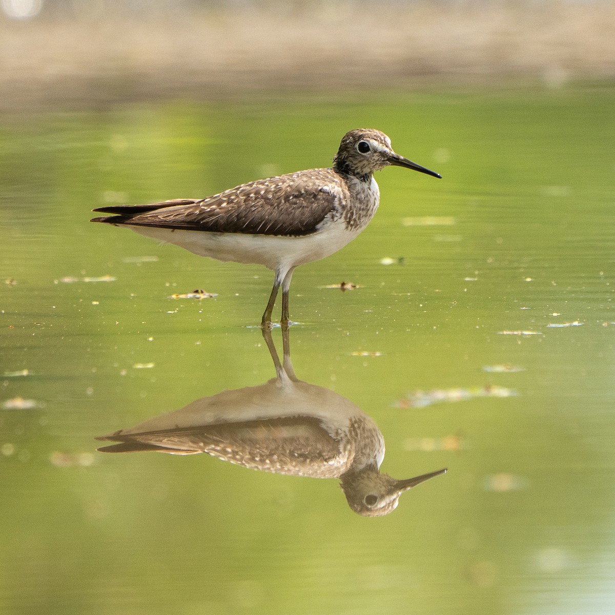 Solitary Sandpiper - ML641949462