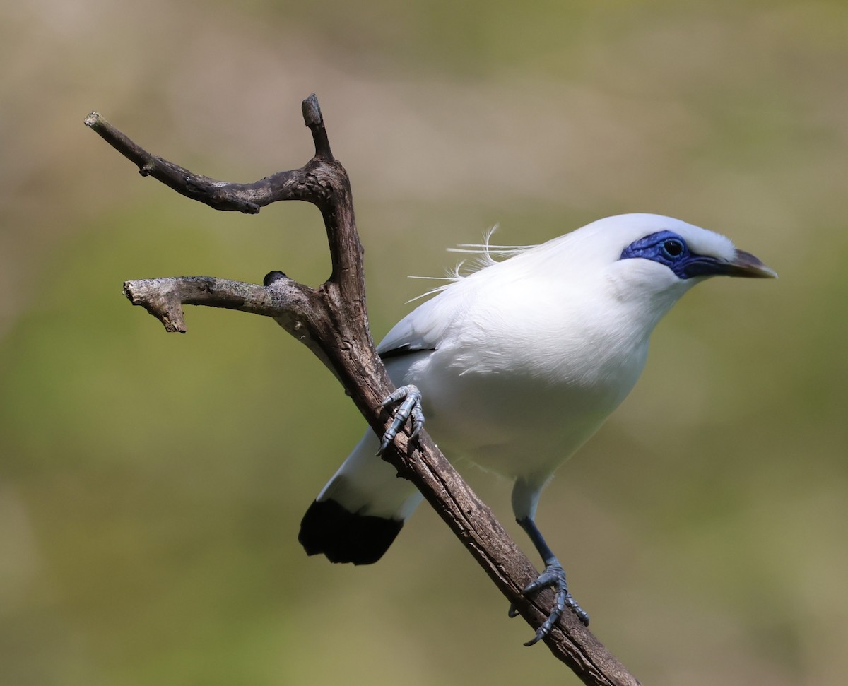 Bali Myna - ML641949464