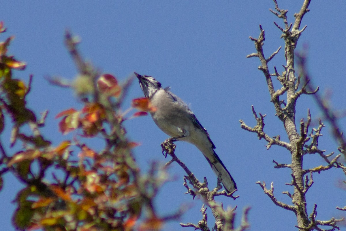 Blue Jay - ML641949465