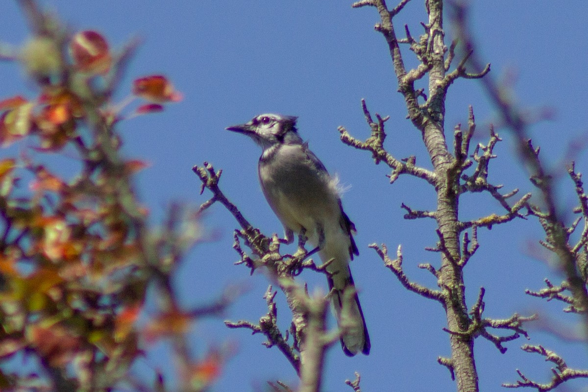 Blue Jay - ML641949466