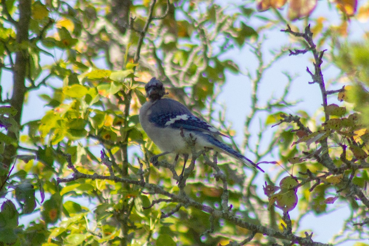 Blue Jay - ML641949467