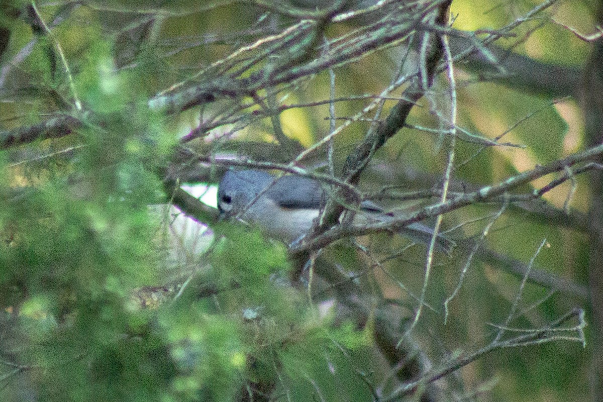 Tufted Titmouse - ML641949482
