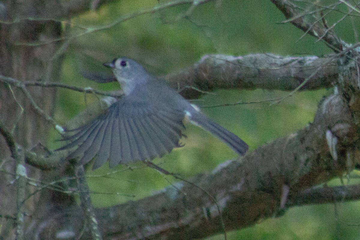 Tufted Titmouse - ML641949483