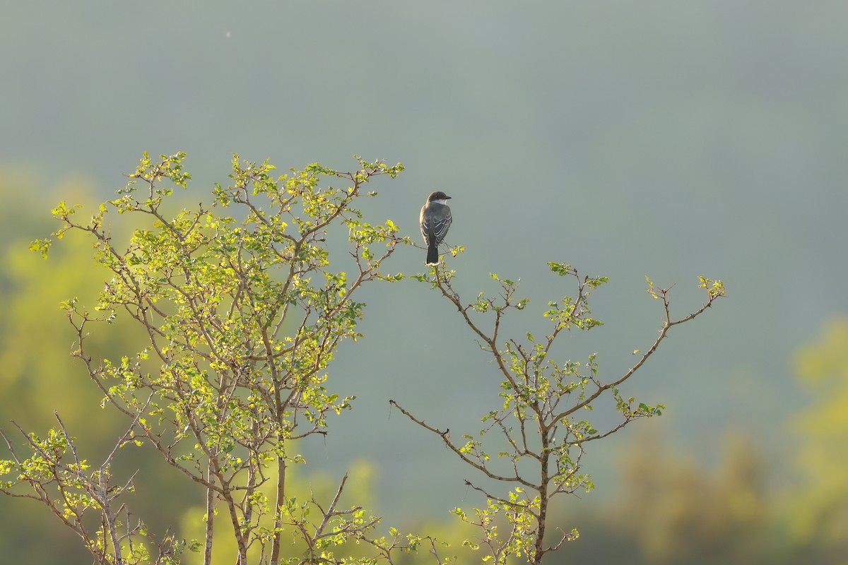 Eastern Kingbird - ML641949486